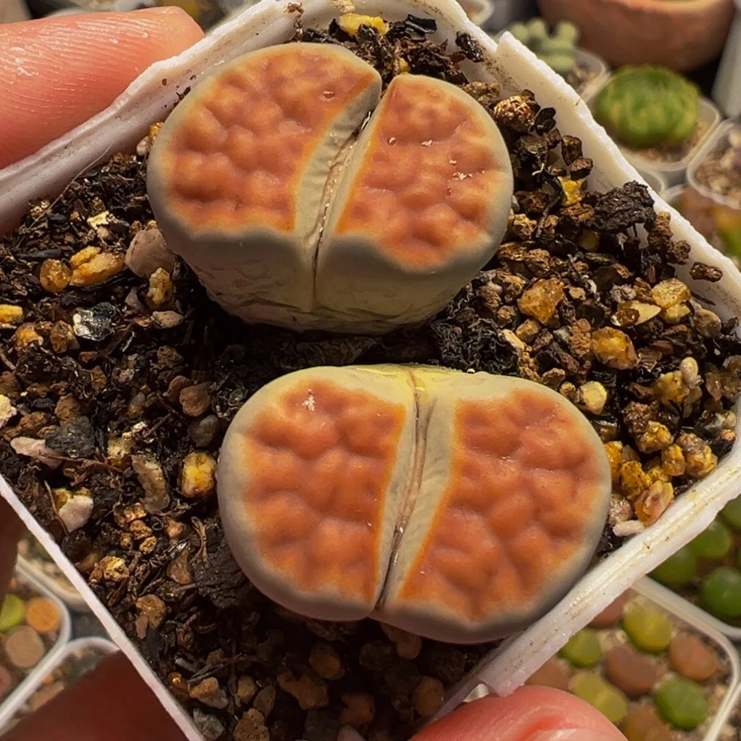 541多肉植物种类多样