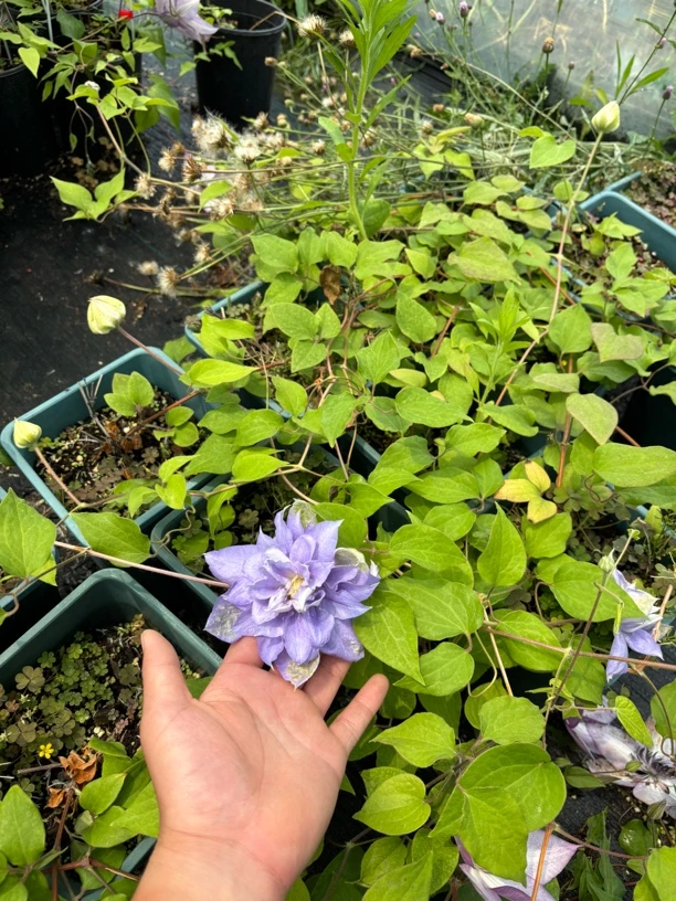 两加仑马祖里  铁线莲爬藤大花