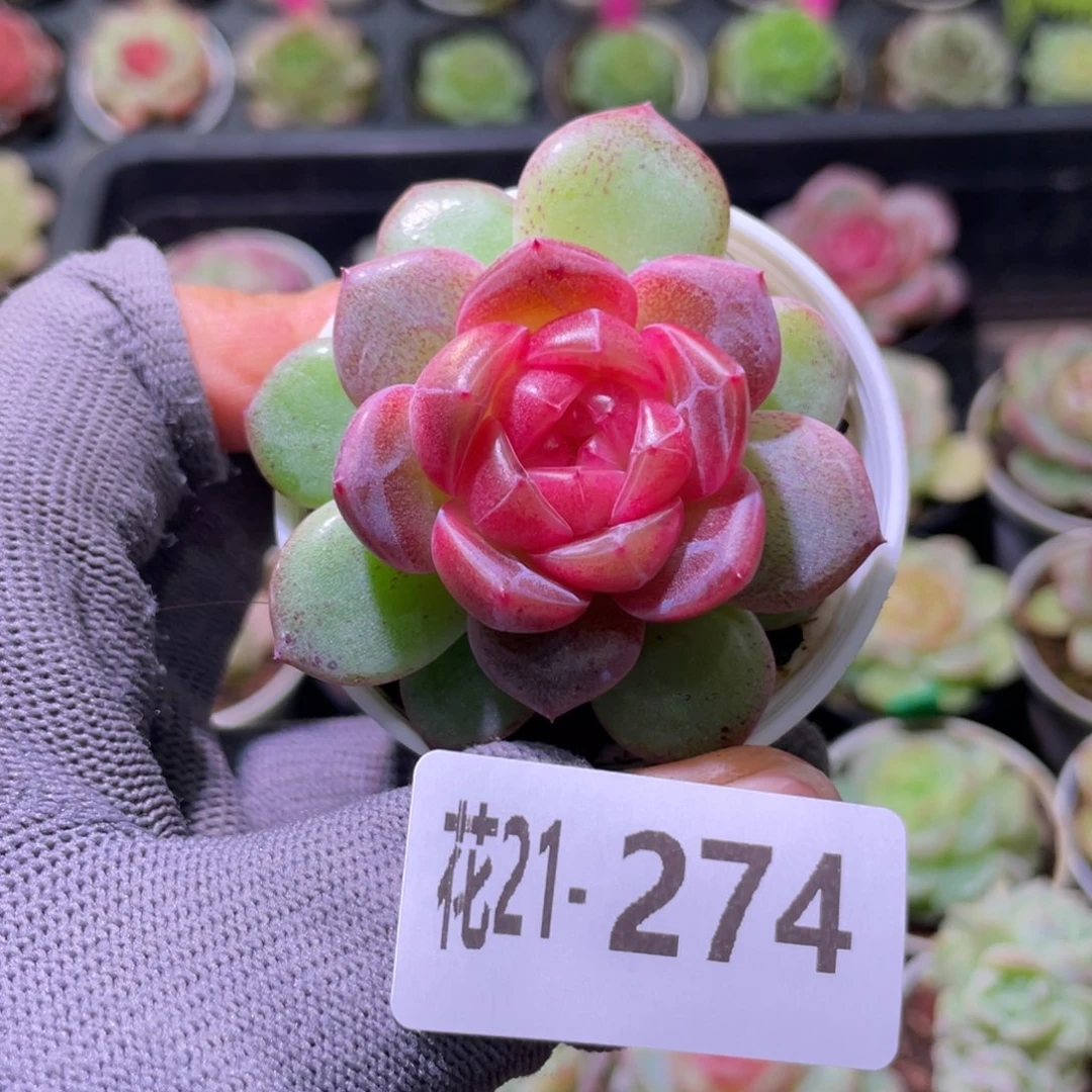 花利美21-274绯瞳