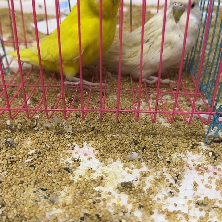 桃脸牡丹鹦鹉大头在线