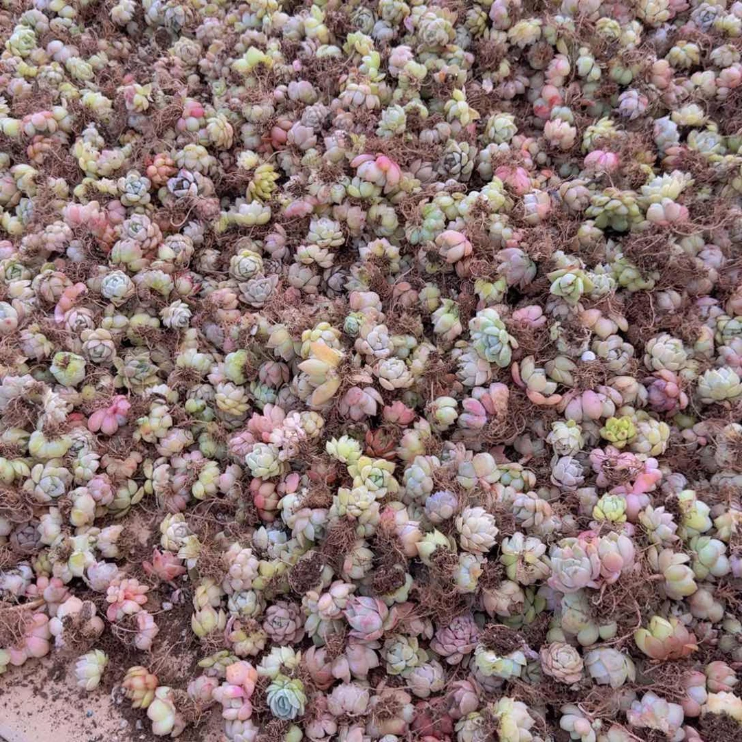 整筐保底50颗以上量拍