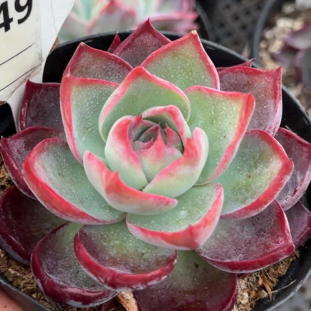 惊鸿一物一拍包装收缩花旱749