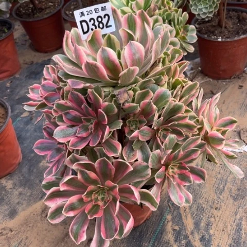 382女妖不包断枝