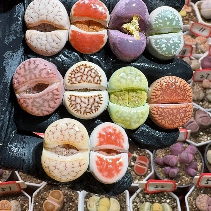 生石花223:：/。   583