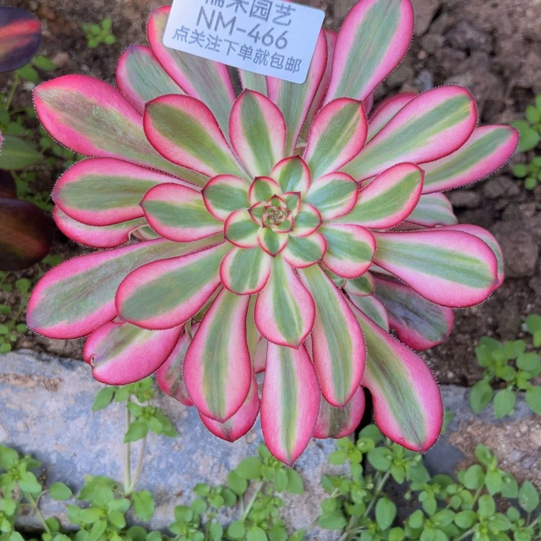 香奈儿多肉植物466