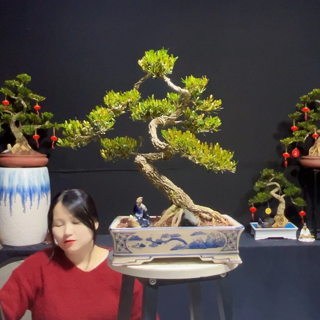 绿植广东皱皮黄杨木盆景