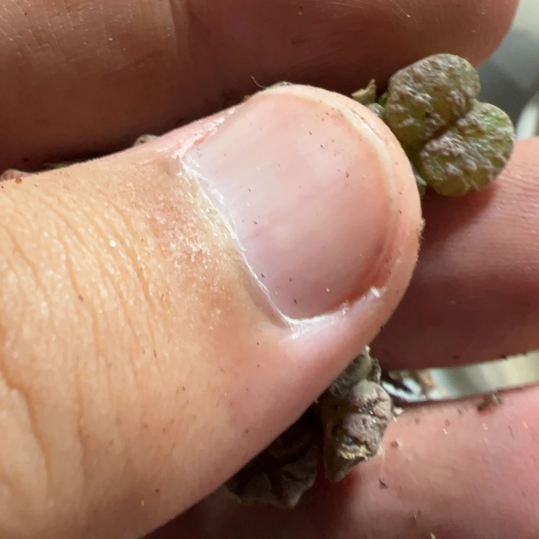 14-189肉锥多肉植物