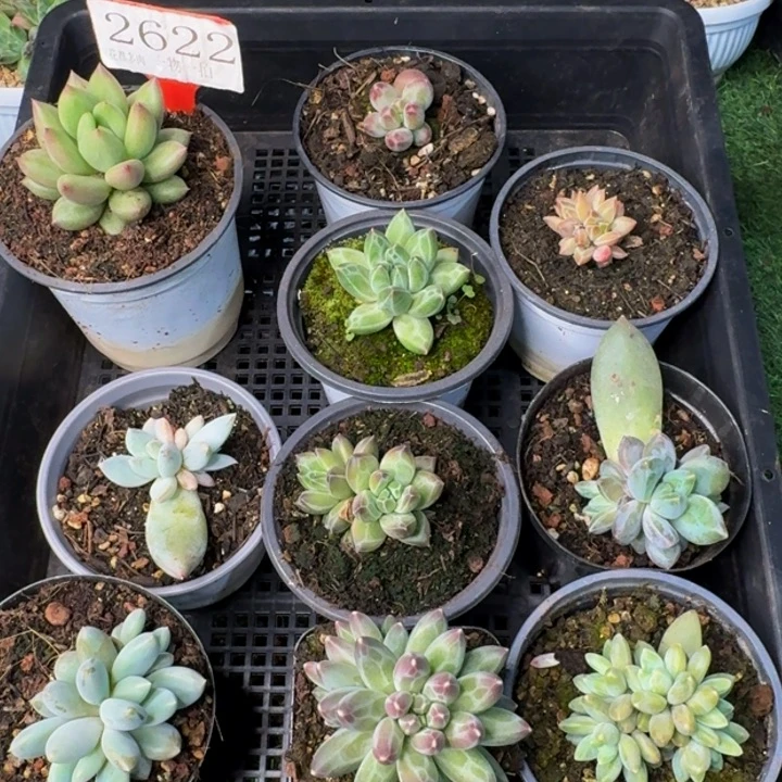 2622多肉植物一物一拍