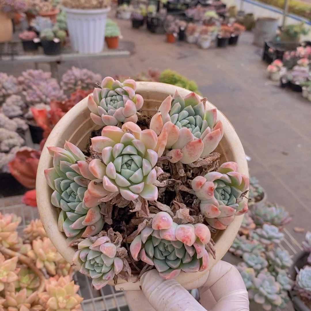 779贝瑞手捧一物一拍