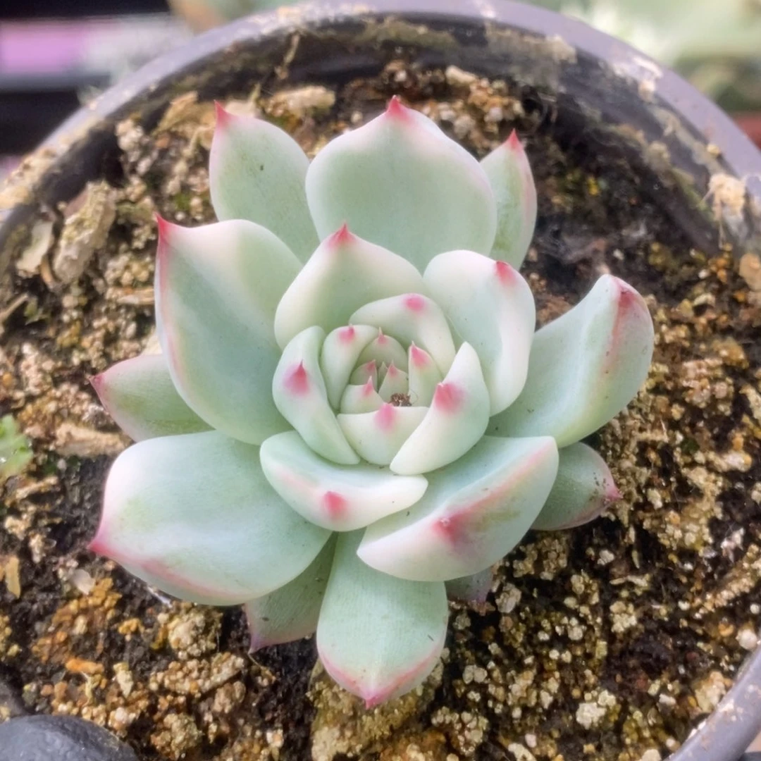 471锦锦锦锦锦锦锦锦锦锦