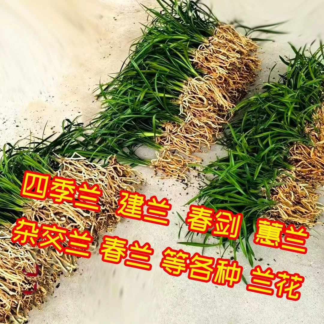 6个品种四季兰建兰春剑惠兰杂交兰春兰等人工种植兰花