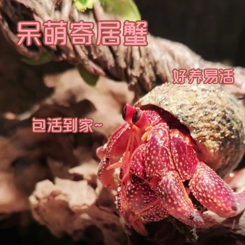 陆生寄居蟹宠物活物黑莓短腕里拉灰白深紫观赏蟹宠物