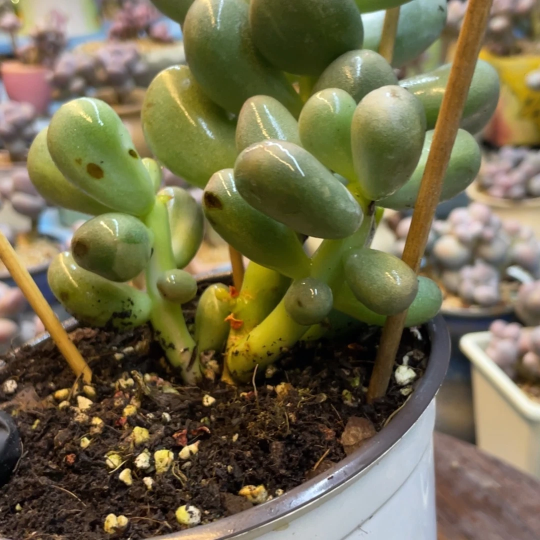 a***e多肉漂亮不退不换