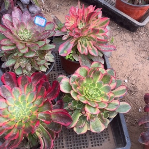 778多肉植物组合