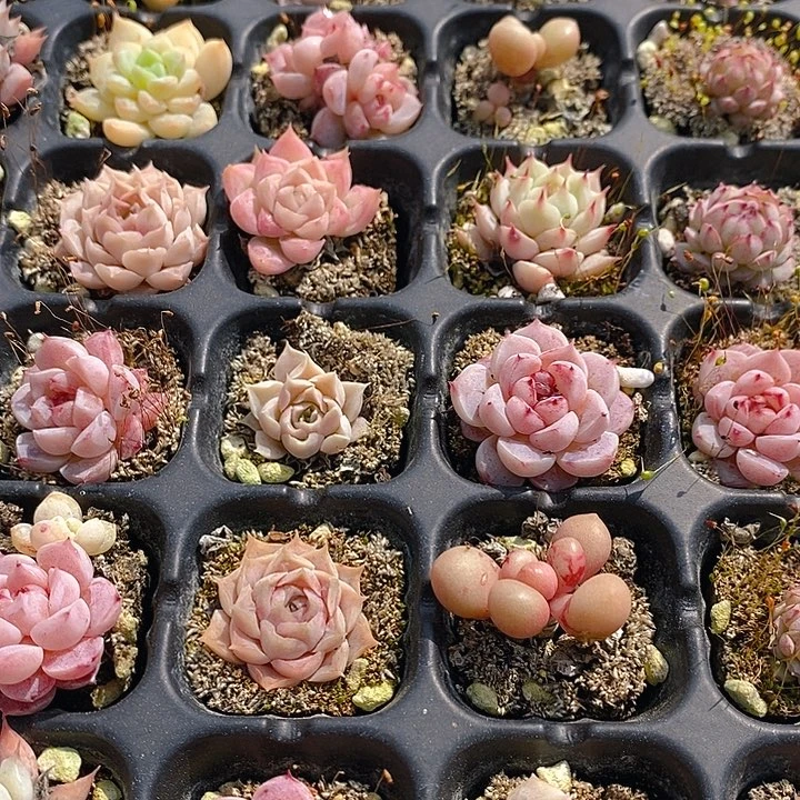 104 多肉植物盆栽花卉植物