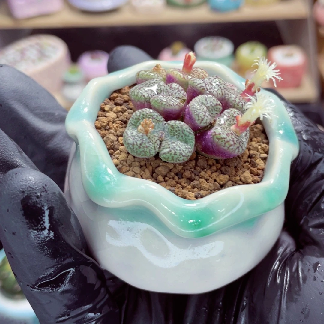 夜间零下地区拍保温箱w5532