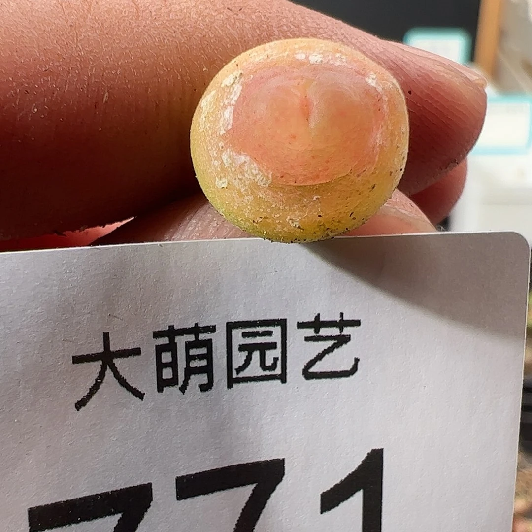 0000771 一物一拍……