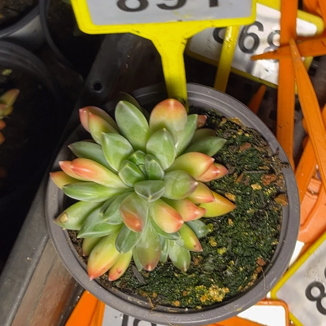 多肉植物莫吉托891