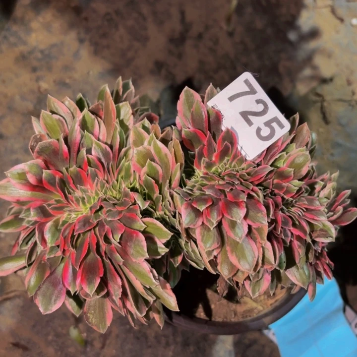 725女妖多肉植物不售后