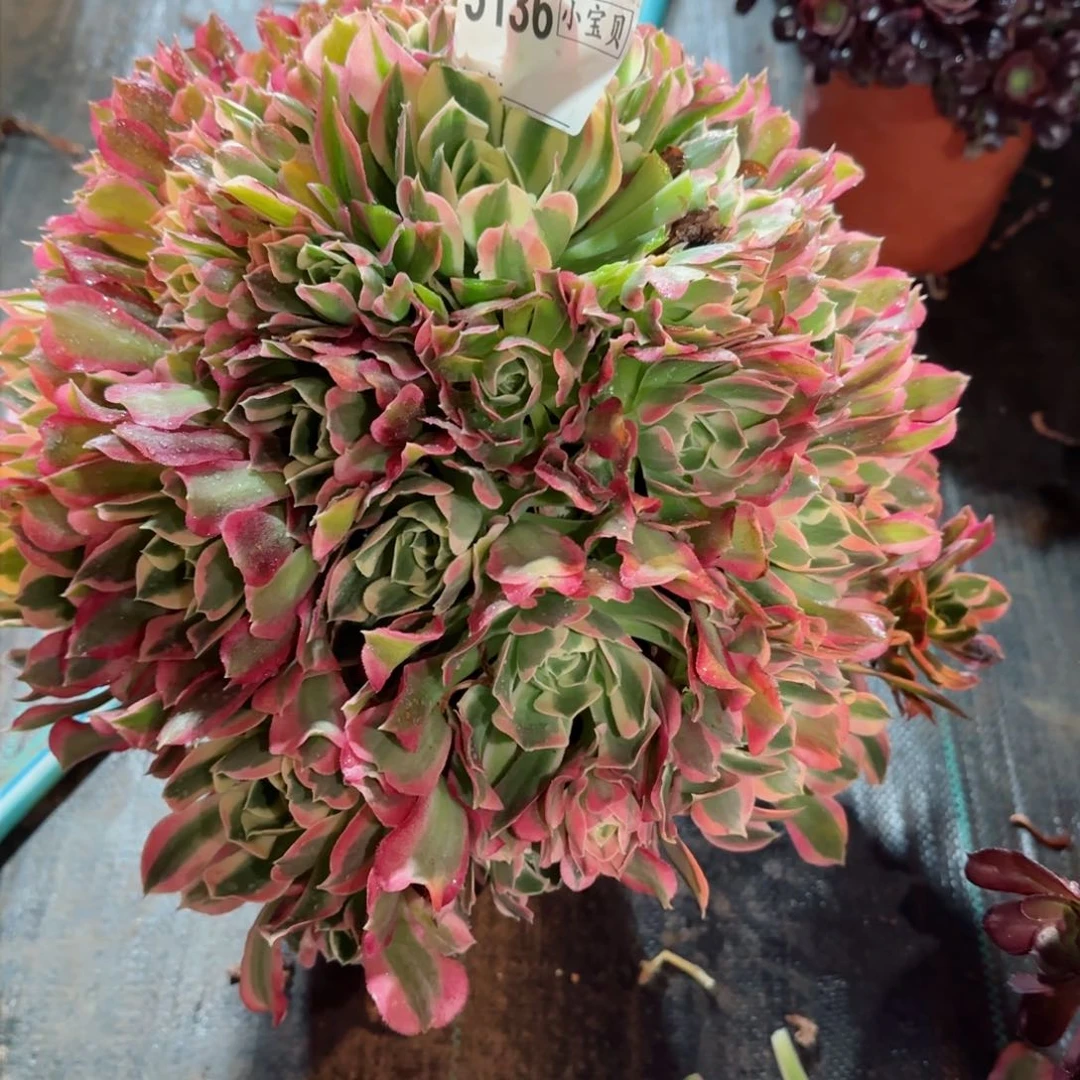 516多肉白凤多肉多肉