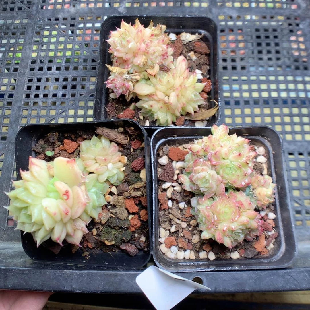 Q6y y y y g g g y t