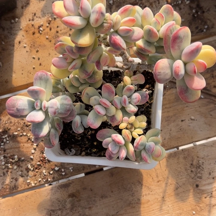 无花朵130号福娘锦无砍