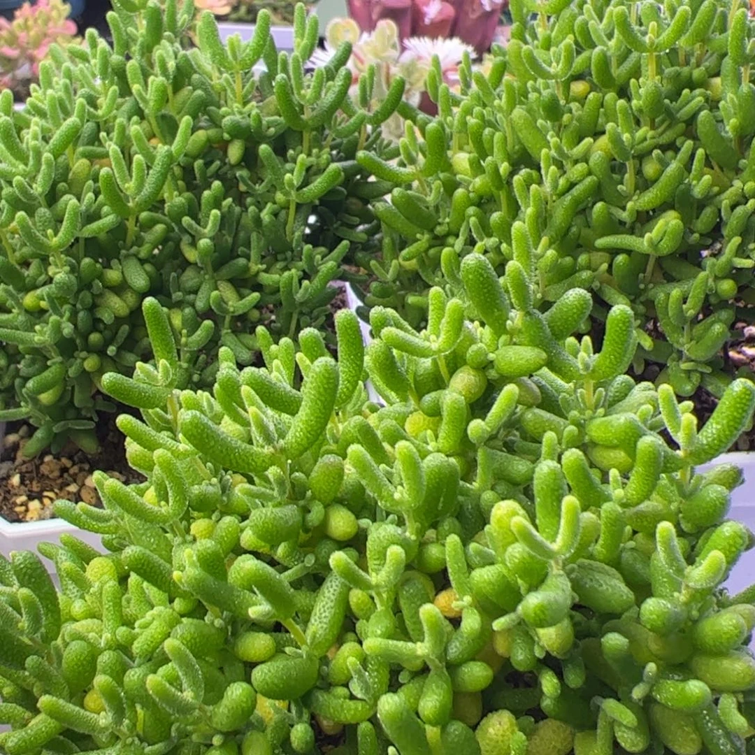 是***呐多肉植物枝干蜜桔3颗