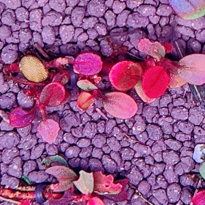 无花朵福利辣椒榕园脉花