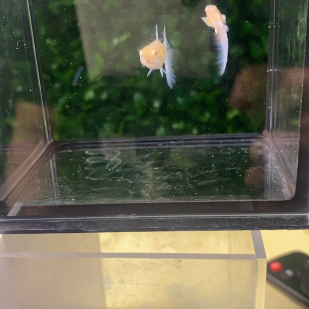 孔雀鱼蓝白欧翼一对