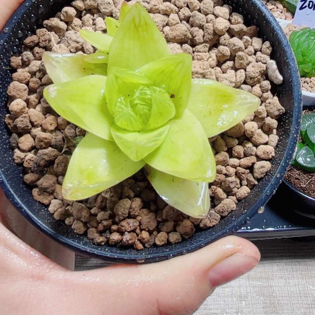 黄金玉露多肉植物66666