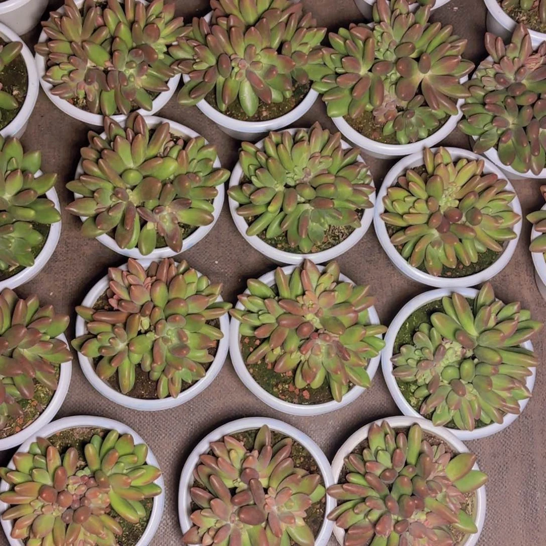 芒果奶保10头福利1111111111111