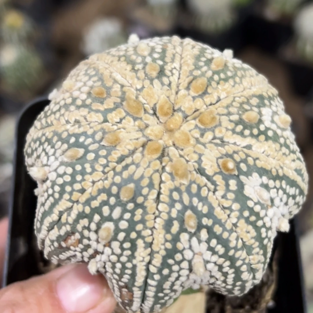 无花朵奇迹海星兜747