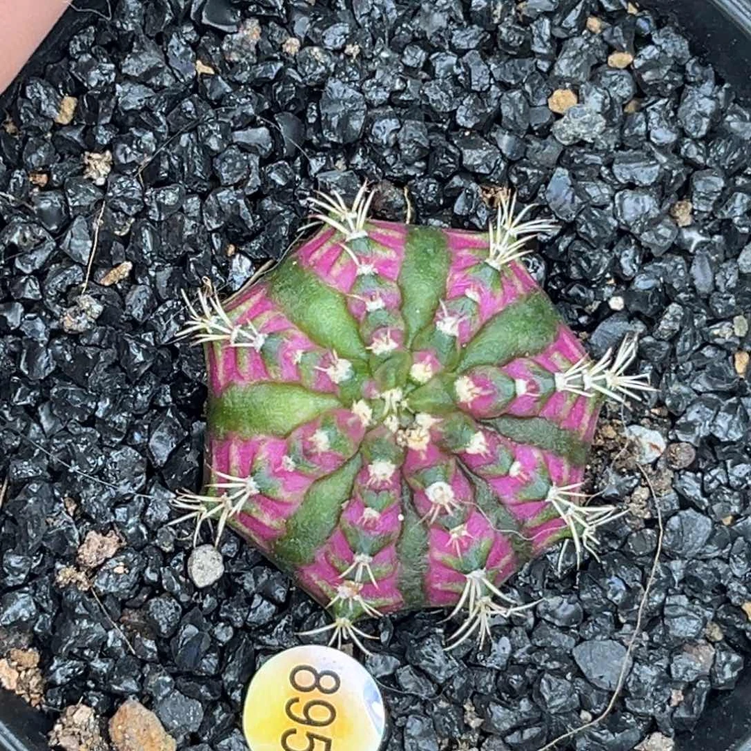 乐**皮895 海神 实生 带盆土