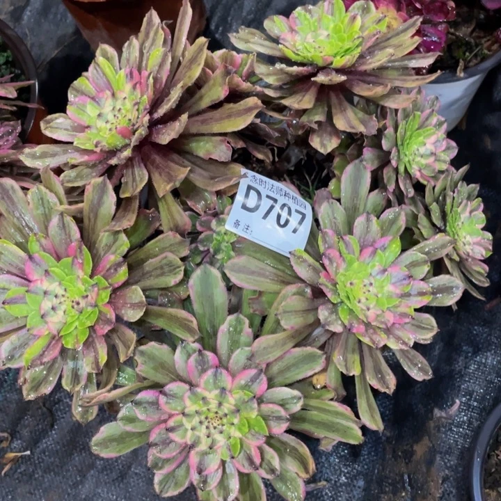 707花脸粉黛111111多肉