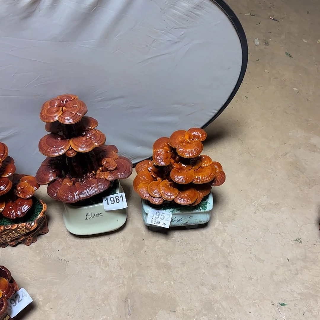 无花朵灵芝是我国著名植物