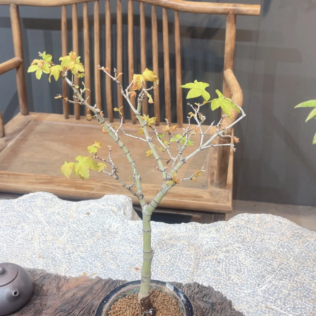 不开花植物用****623565