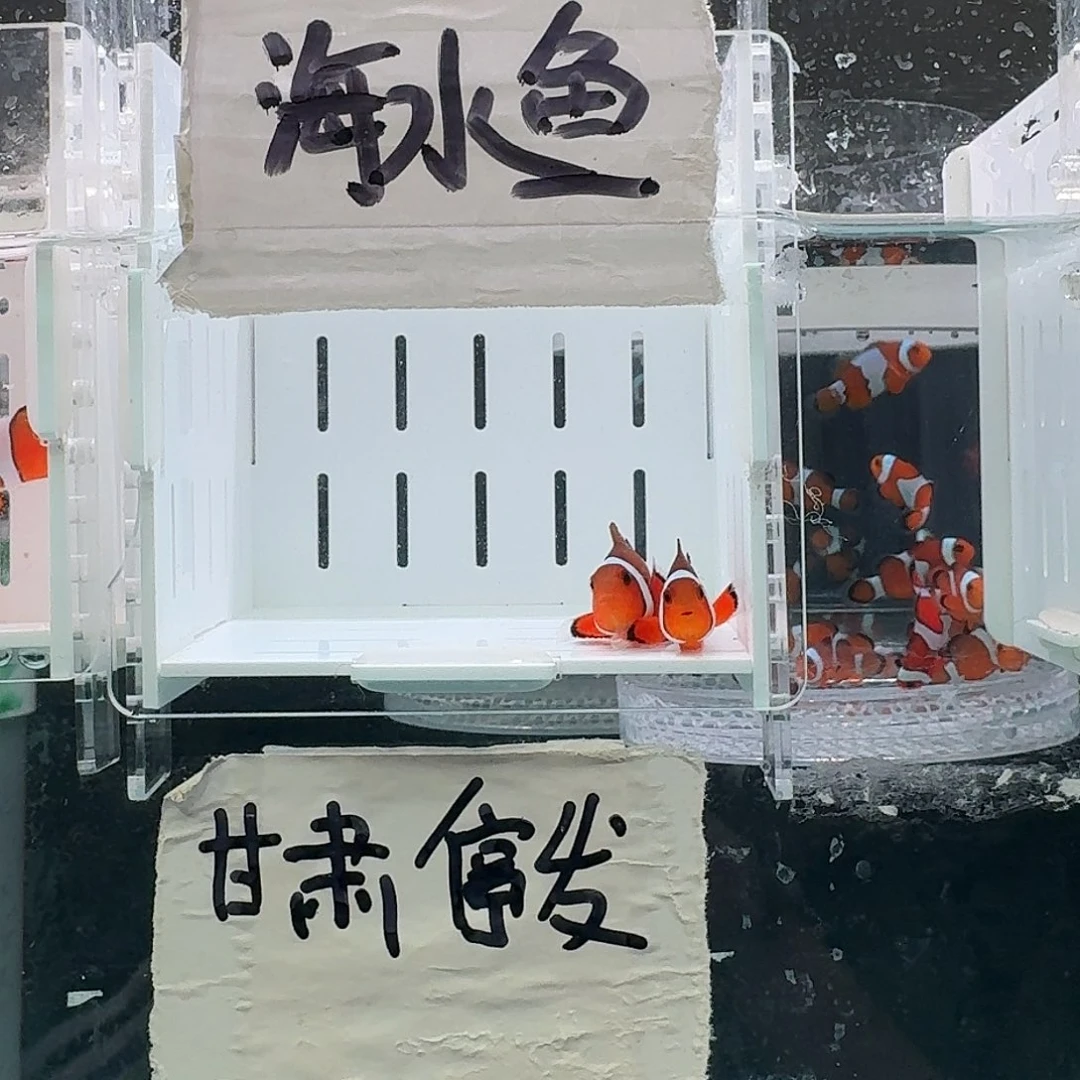 海水鱼4.5+配4+精品黑边公子一对
