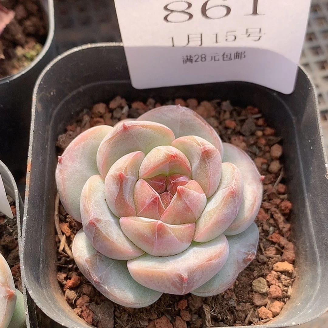 【闪购商品】云861