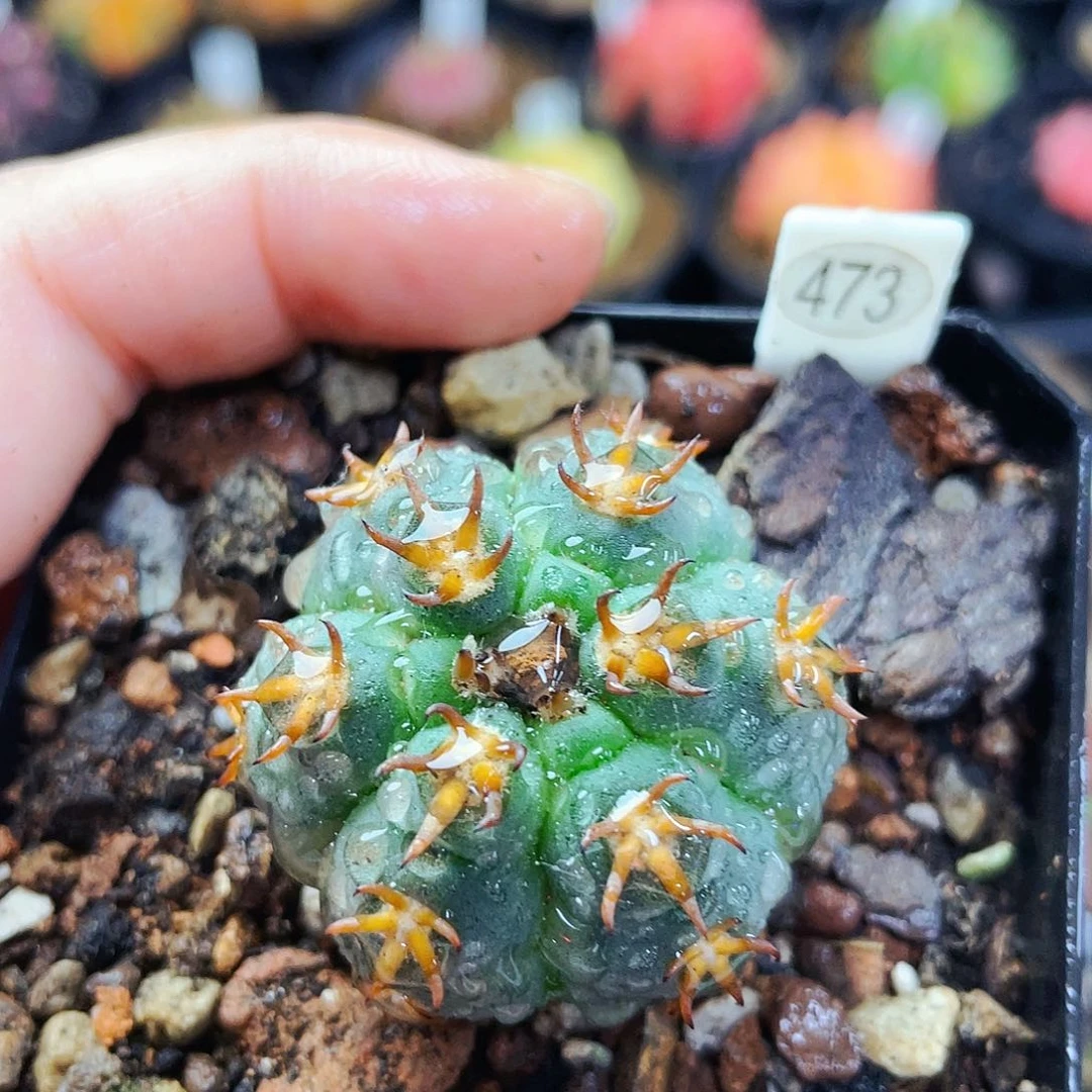 非偏远地区满25包邮裸根