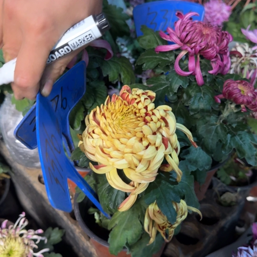 胖***呀完全开放3376玫紫 紫云 古刹