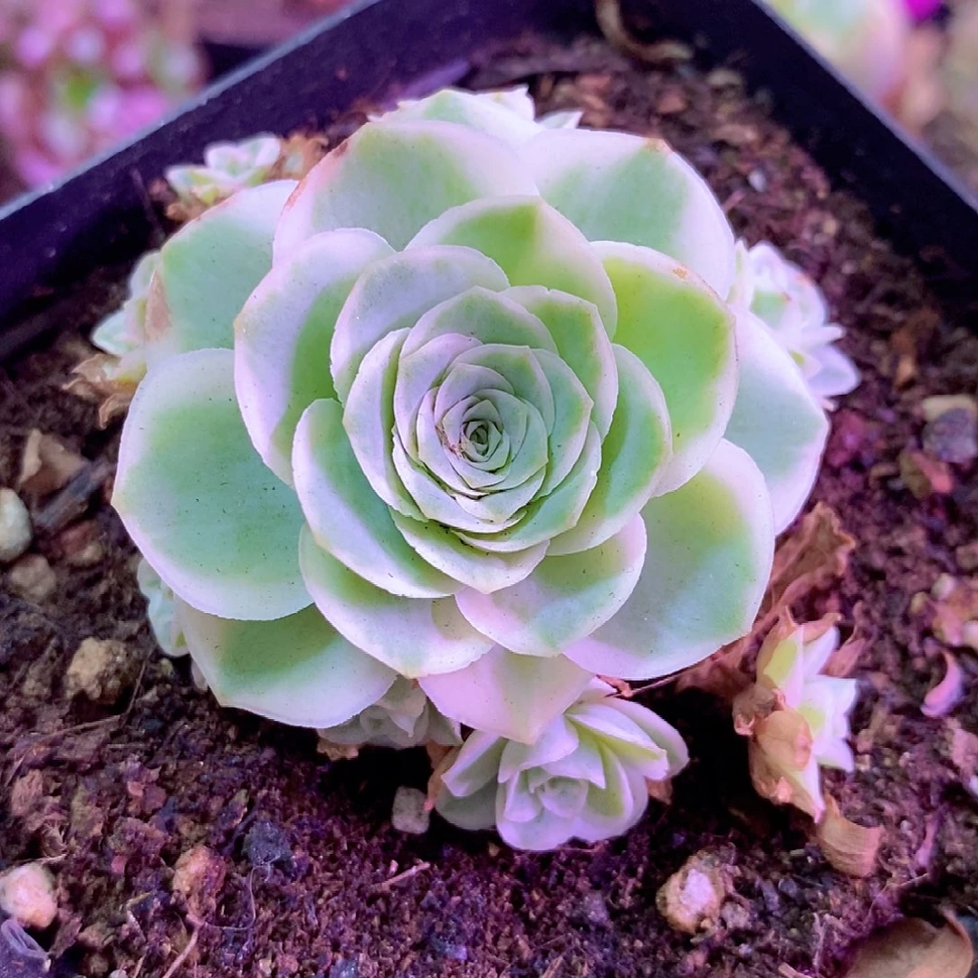 秋夕手捧一物一拍0010