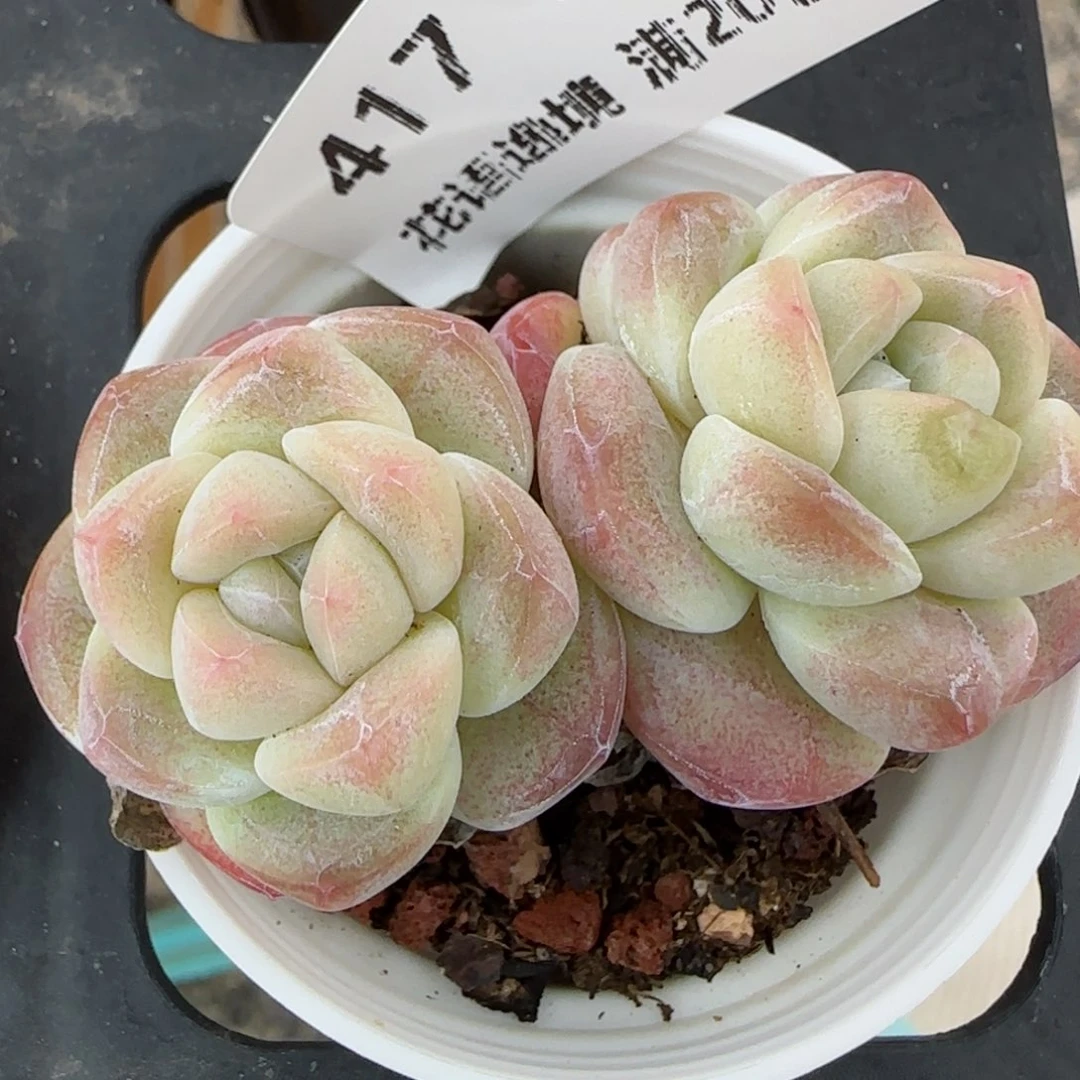 花语逸镜0205-417