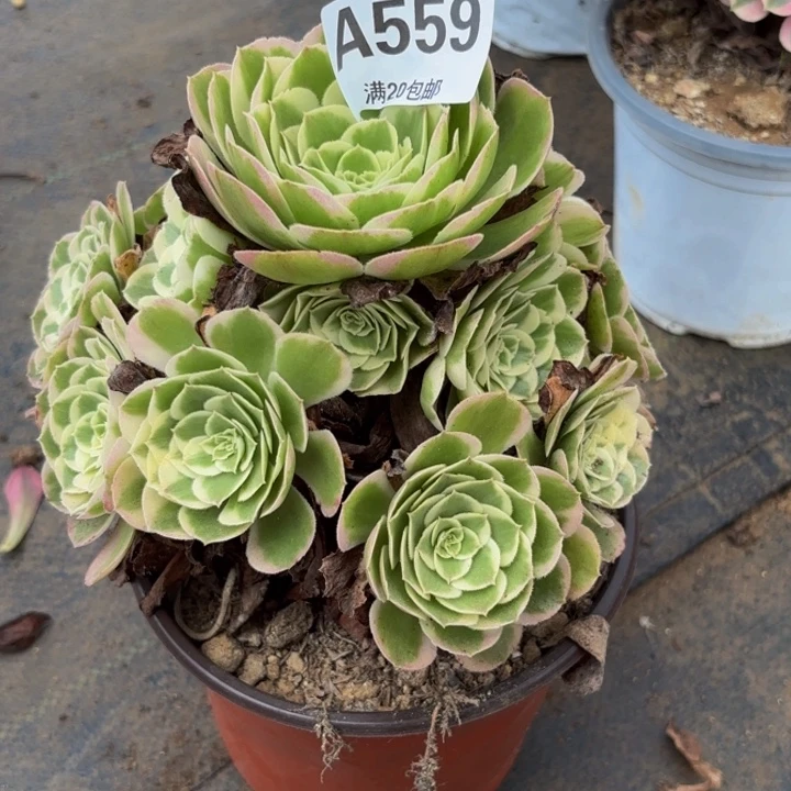 瑞妈多肉园艺559水中月