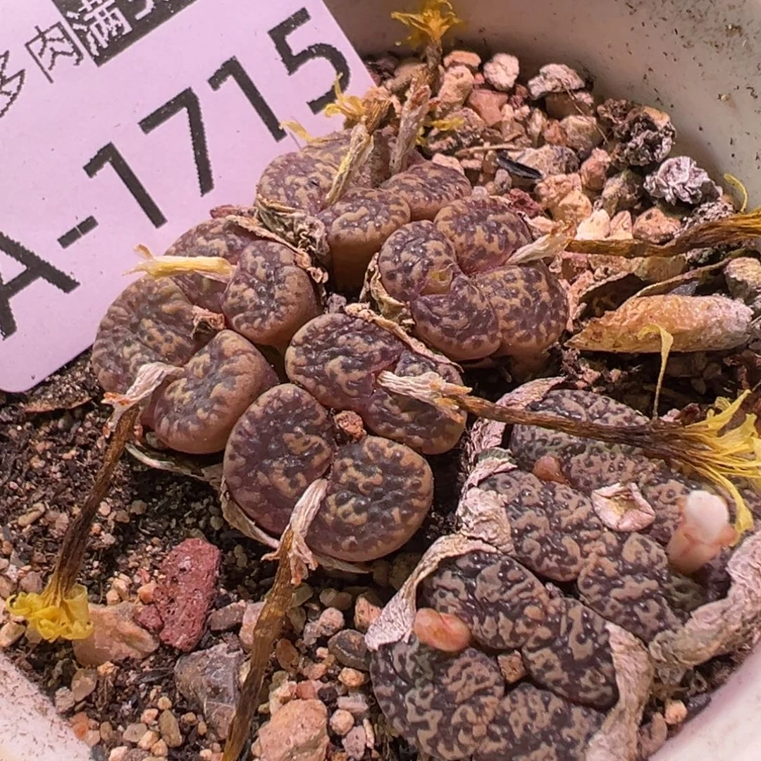 多肉植物11111111111111