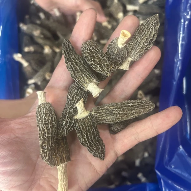 ［阿萍］精品小个头羊肚菌4-5