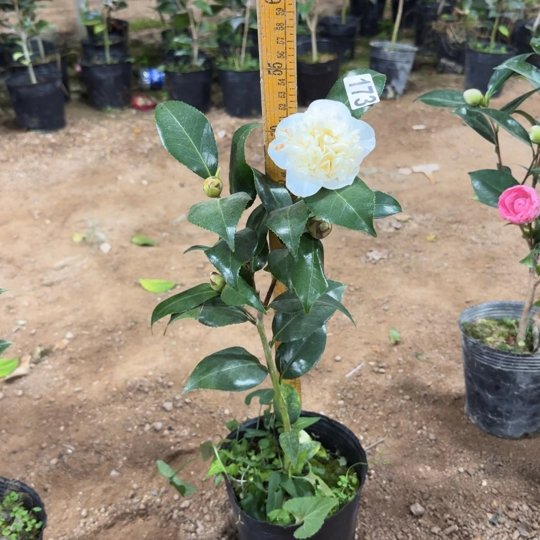 少量花朵（建议范围：2朵-5朵 或40%以下）173黄绣球