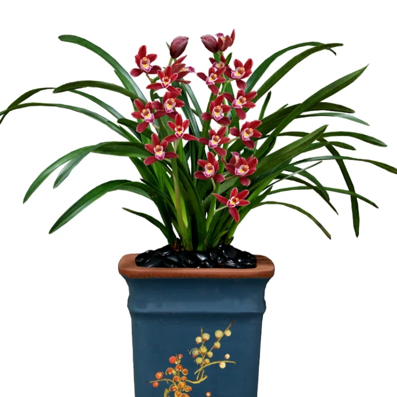 【红双喜】名贵建兰花苗迎春花盆景喜庆绿植浓香红花报岁兰纯正国兰