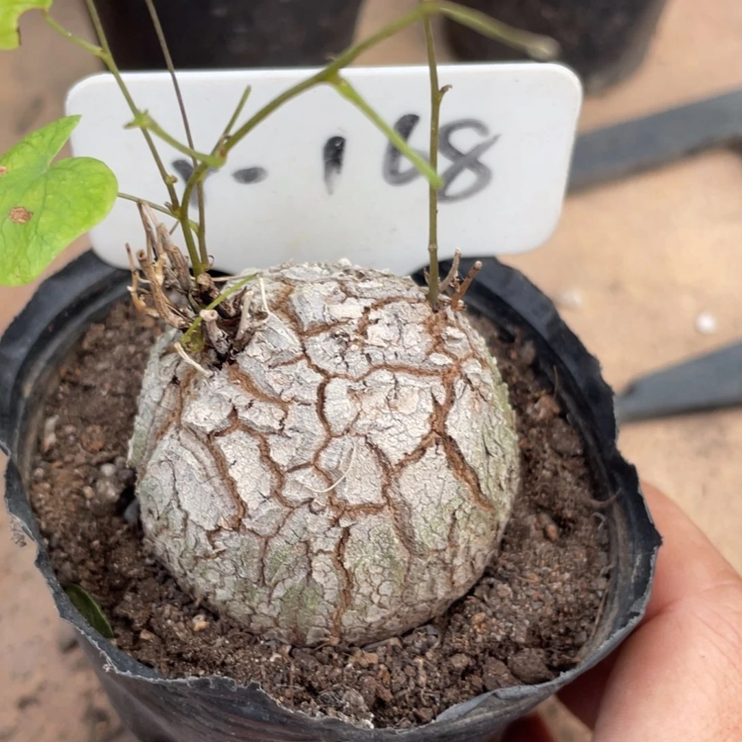 盆栽，双芽点， 圆球体龟甲龙4.3公分