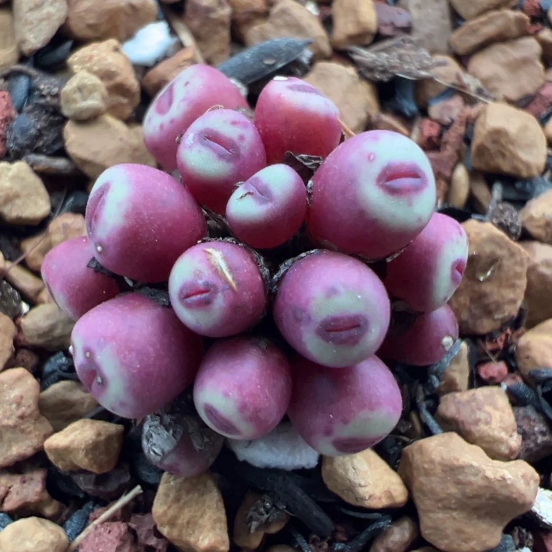 比特小红嘴群一物一拍