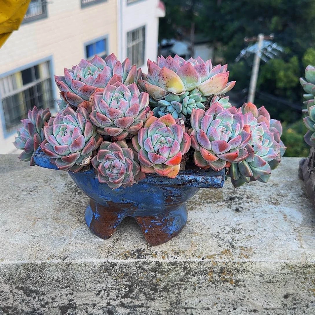 一**顺多肉植物阿尔巴佳人